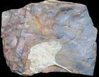 Stunning Fossil Ginkgo Leaf From North Dakota #39012-3